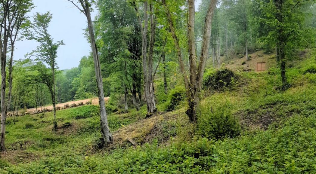 Zonguldak Üst Karbonifer Penceresi resmi